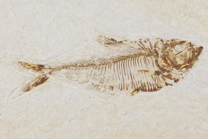 Diplomystus Fossil Fish - Wyoming #101165
